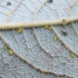 Chaitophorus capreae